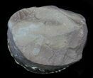 Pyritized Pleuroceras Ammonite - Germany #33037-1
